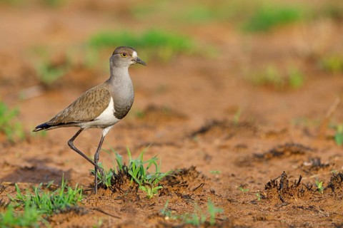 Lapwing (Vanellus lugubris), animals, birds, biotope, habitat, foraging, wader, plover family,