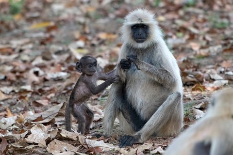 Northern plains gray langur (Semnopithecus entellus), primate, mother with young, Bandhavgarh