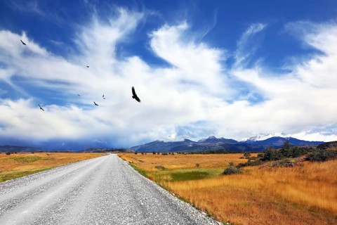Above the dirt road on the pampa Andean condor soars. A strong wind blows bizarre cloud. On the