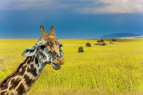 Pensive giraffe. Jeep Safari Masai Mara, Kenya. Long-necked giraffe with beautiful spotted skin and