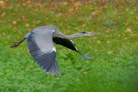A grey heron flying over a meadow, germany. feather, flight, grey heron, pond, forest, plumage,