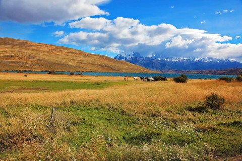 Chilean Andes. Fabulous lake Laguna Azul. On the lake herd of horses grazing. Distance are seen