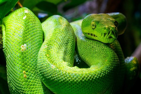 Green tree python (Morelia viridis) close-up. Portrait art