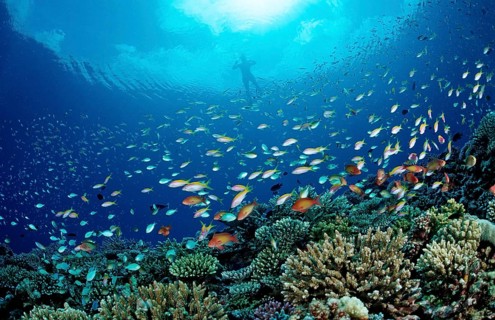 Coral fish and snorkellers, Pseudanthias, Chromis, Maldives, Indian Ocean, Meemu Atoll