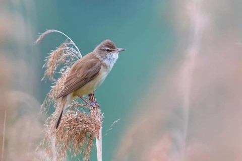 Reed warbler, (Acrocephalus arundinaceus), reedbed perch, biotope, habitat, animals, birds,