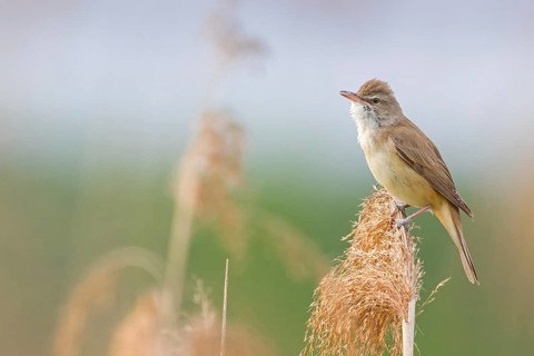 Reed warbler, (Acrocephalus arundinaceus), reedbed perch, biotope, habitat, animals, birds,