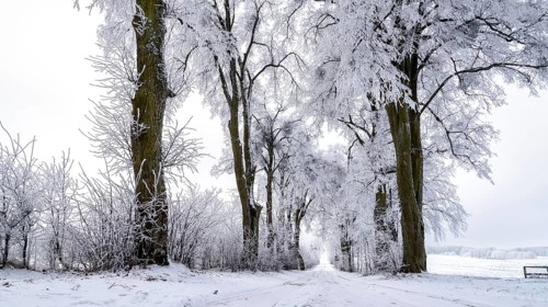 Snow-covered avenue in Masuria in eastern Poland in winter