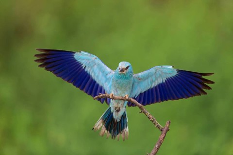 Roller, almond crow, (Coracias garrulus), animals, birds, raptors, raptor family, perch, biotope,