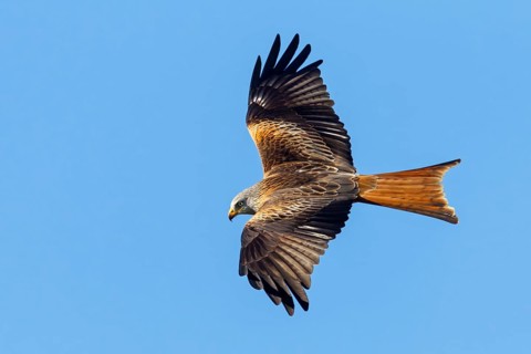 Red Kite, (Milvus milvus), Red Kite, Fork-tailed Kite, King Kite, animals, birds, bird of prey,