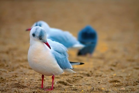 Seagulls on the sea beach. Black-headed gull (Larus ridibundus) in winter plumage