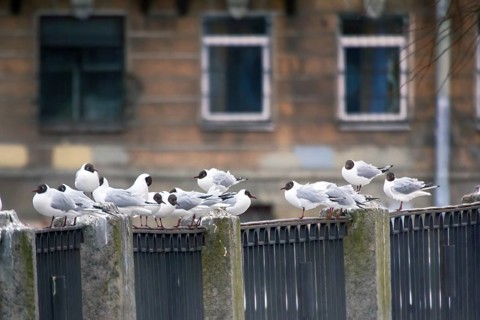 Birds in city have dual meaning. On one hand is aesthetic object, on other they scream and shit