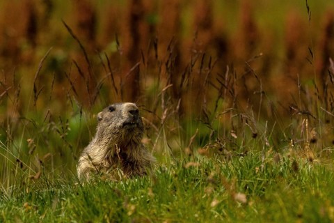 Marmota marmota, gran paradiso national park, italy