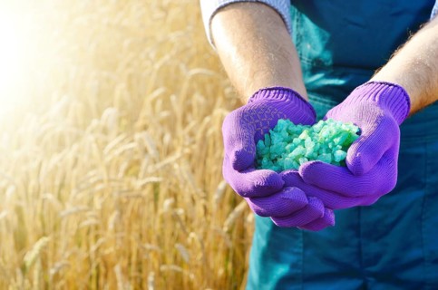 Farmer hold fertilizers in his hands with wheat field at background. Plants care and feeding