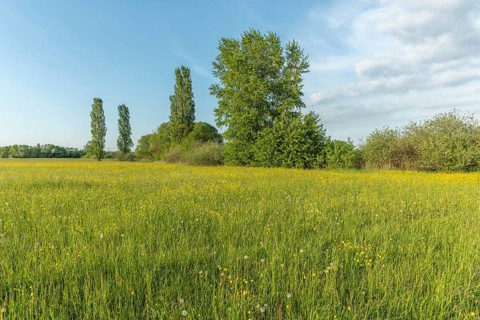 Flowering meadow with golden buds in spring. Alsace France