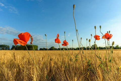 Cereal field with poppies in the French countryside