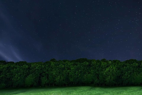 Night forest background. Night starry sky. Night sky with stars