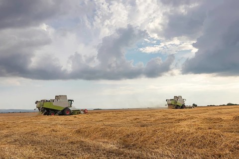 Combine harvester working on a wheat field. Harvesting wheat