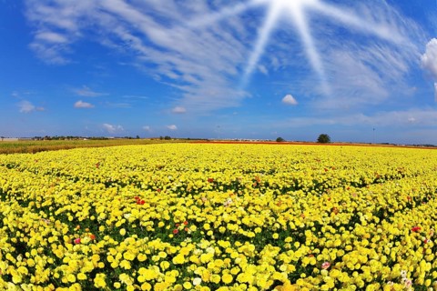 Solar spring day in fields flowers buttercups