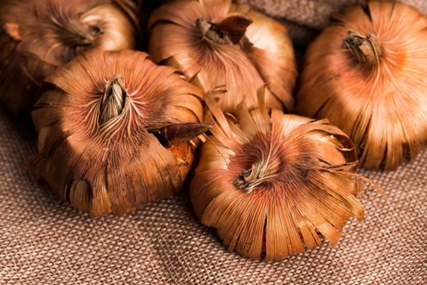 Gladiola bulbs ready to plant in the spring garden