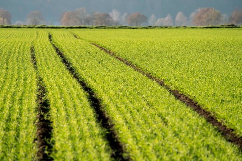Agricultural field, Oberweser, Upper Weser Valley, Weser Uplands, Weserbergland, Hesse, Germany