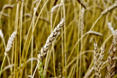 Ear of wheat on a background of a wheat field