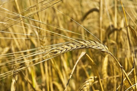 Golden ear of rye on the background field