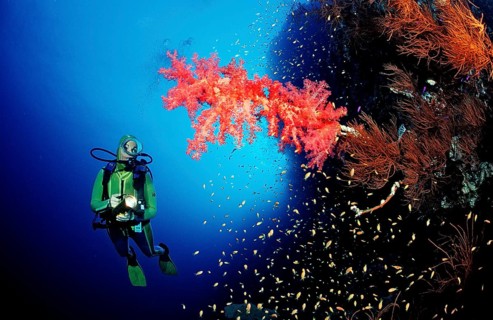 Diver and red soft corals, Acropora divaricata, Sudan, Africa, Red Sea
