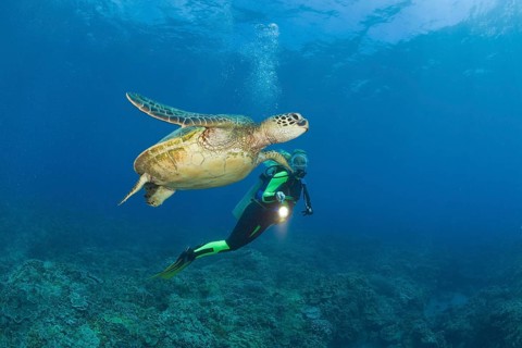 Green turtle and diver, Chelonia mydas, Maui, Hawaii, USA