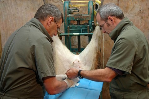 Vets implant an embryo into a surrogate hind during an embryo transfer programme on red deer,