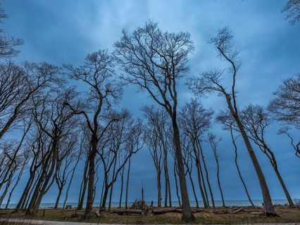 Trees in the ghostly forest on the cliffs facing the Baltic Sea, Nienhagen, Mecklenburg-Vorpommern,