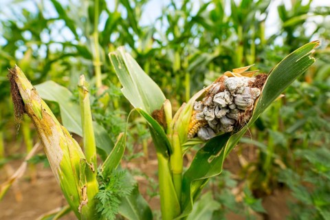 Huitlacoche - Corn smut, fungus, Mexican truffle in the green field. Corn smut is a plant disease
