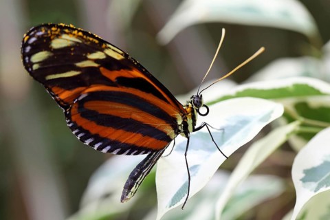 Tiger Passion Butterfly (Heliconius ismenius)