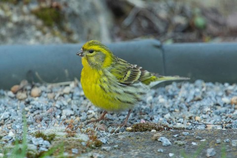 Serinus serinus (Serinus serinus)