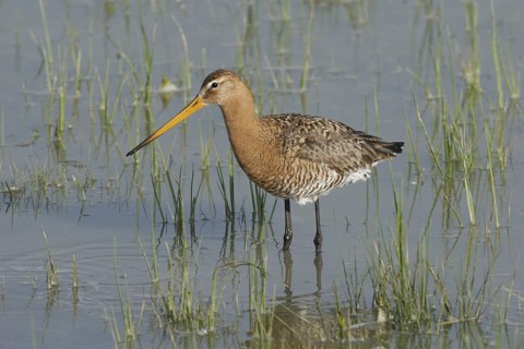 Black-tailed godwit (Limosa limosa)