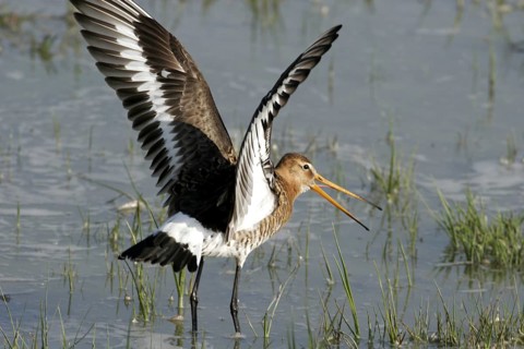 Black-tailed godwit (Limosa limosa)