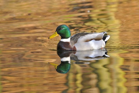 Mallard (Anas platyrhynchos)