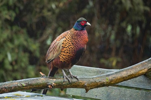 Pheasant (Phasianus colchicus)