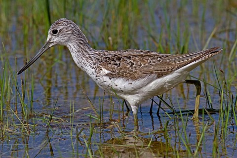 Greenshank (Tringa nebularia)