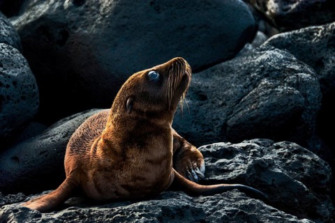 Sea lion baby (Zalophus wollebaeki)