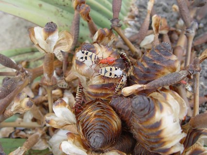 Welwitschia (Welwitschia mirabilis)