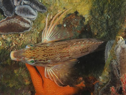 Red finger (Cheilodactylus fasciatus)