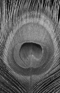 Indian peafowl SW eye feather (Pavo Scalloped ribbonfish)