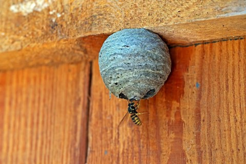Wasp nest, wasp, animals, insects, fruit, fruits, nest, real wasps, breeding site, common wasp,