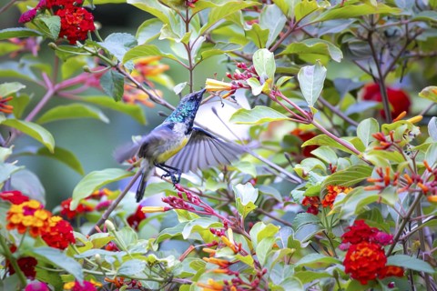 Closeup of a male Orange-breasted Sunbird (Anthobaphes violacea) in Ecopark Arusha National Park in