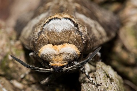Willow borer (Cossus cossus)