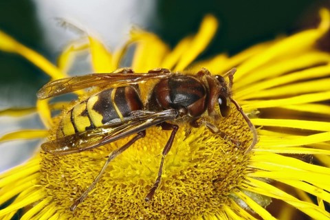 Hornet - on a Telekienblüte (Vespa crabro)