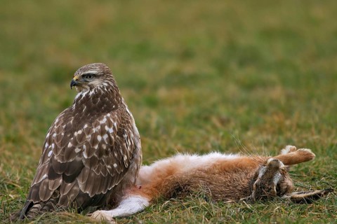 Buzzard with hare (Buteo buteo)