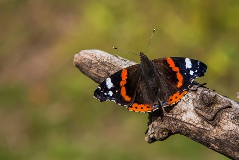 Admiral basking (Vanessa atalanta, Pyrameis atalanta)