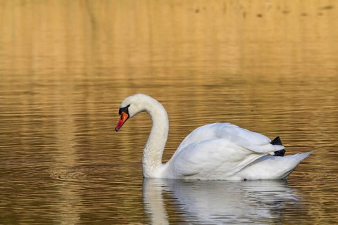 Mute swan at sunrise (Cygnus olor)