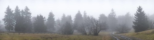 Panoramic shot of the fog-covered, frosty tree landscape on the Großer Feldberg, Taunus, Hesse,